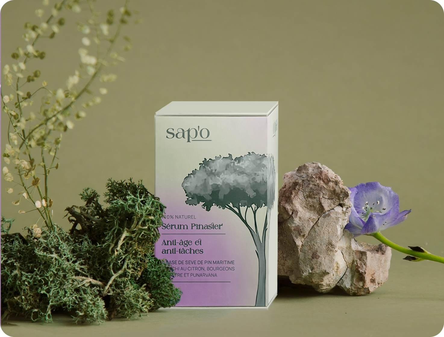 image de sapo
